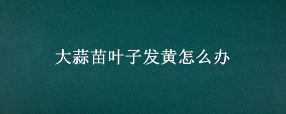 大蒜苗叶子发黄怎么办 大蒜苗叶尖黄怎么办