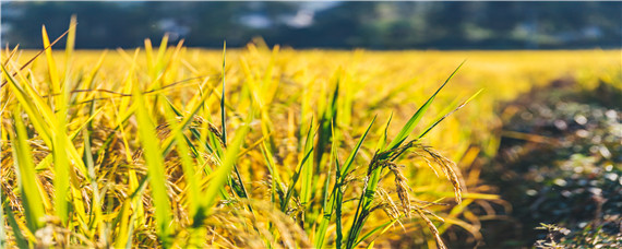2020水稻最低收购价公布 水稻收购价格2020最新行情