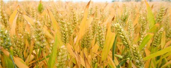 淮麦33小麦品种介绍 淮麦43品种介绍