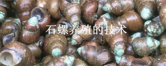 石螺养殖的技术 石螺养殖的技术用什么饲料喂养