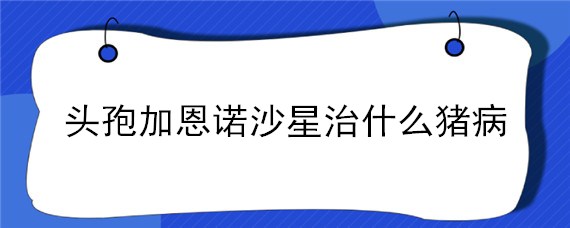 头孢加恩诺沙星治什么猪病 头孢跟恩诺沙星能治猪的什么症状