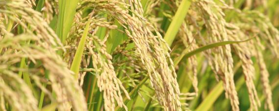 2020水稻最低收购价公布 2020年水稻收购价格表