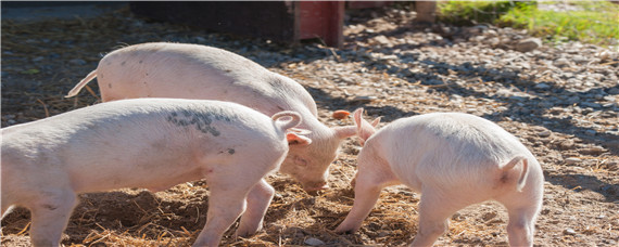 养猪常用必备八种药 养猪必备的常用药有哪些?