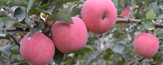 早熟苹果品种有哪些 早熟苹果新品种有哪些