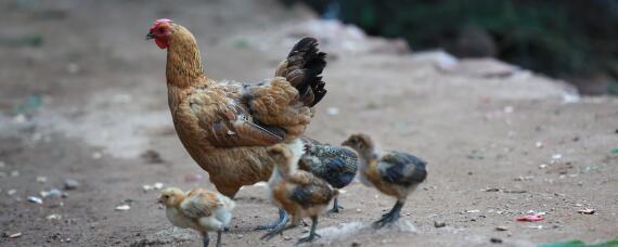 一直37度能孵出小鸡吗 37.4度能孵化出小鸡吗