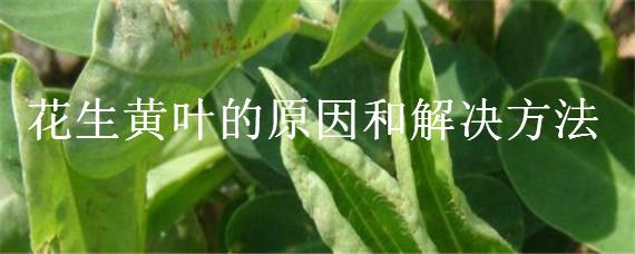 花生黄叶的原因和解决方法（花生黄叶什么原因）