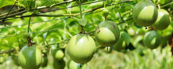 百香果怎么促进花芽分化（百香果怎么发芽）