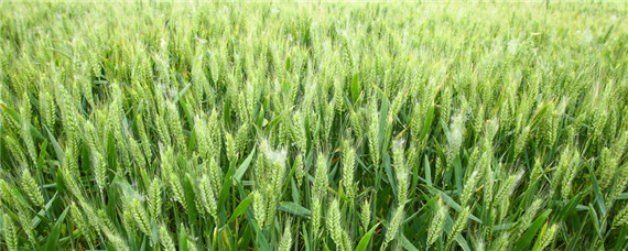 中麦170小麦品种（中麦175小麦品种）