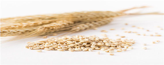 2020年高产小麦种子有哪些 2021高产小麦种子排行榜