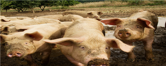 猪圈猪瘟过后多久可以养猪 猪瘟的圈多长时间能放猪