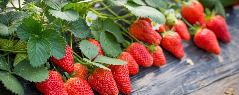 什么季节摘草莓最合适 什么季节摘草莓最好