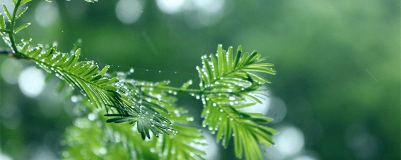 卷柏是蕨类植物还是裸子植物 卷柏是蕨类吗