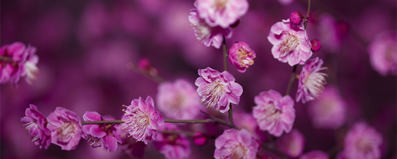 梅花开花时间 梅花开花时间是几点