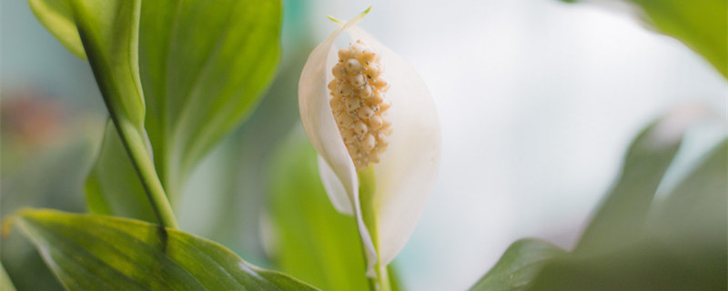 一帆风顺花怎么养（一帆风顺花怎么养水养）