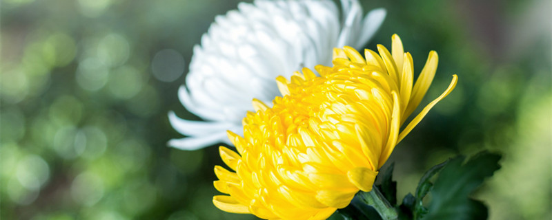 菊花的特点是什么（菊花的特点是什么象征意义是什么）