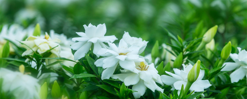 栀子花叶子发黄掉花苞 栀子花叶子发黄干枯掉叶子掉花苞