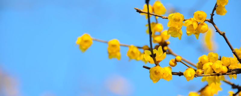 南京的市花是什么（南京的市花是什么?意义是什么?）