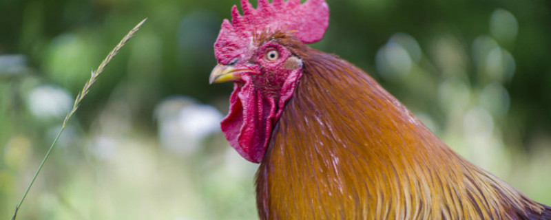 红宝公鸡的养殖方法 红公鸡能长多少斤