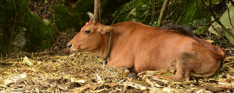 一头牛一年吃几亩秸秆（一头牛消耗多少吨秸秆）