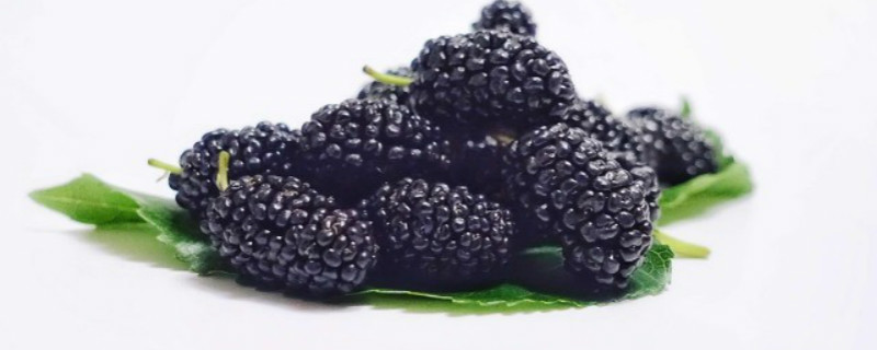 黑莓种植方法和时间 黑莓栽培技术要点