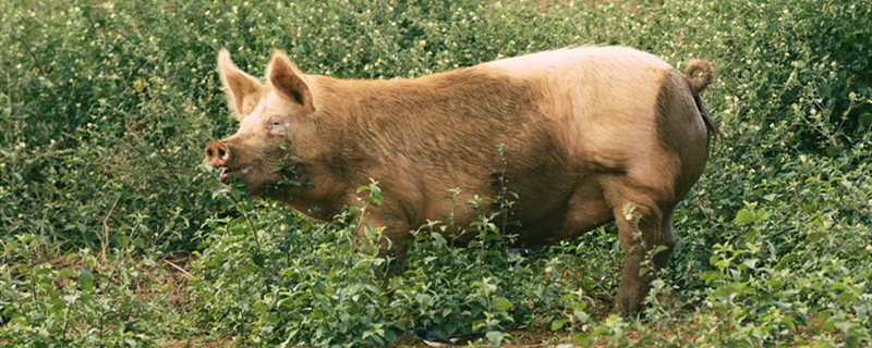 300斤活猪能出多少肉 300斤一头猪能出多少肉