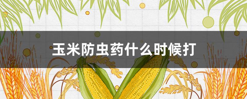 玉米防虫药什么时候打 玉米苗期防虫药什么时候打