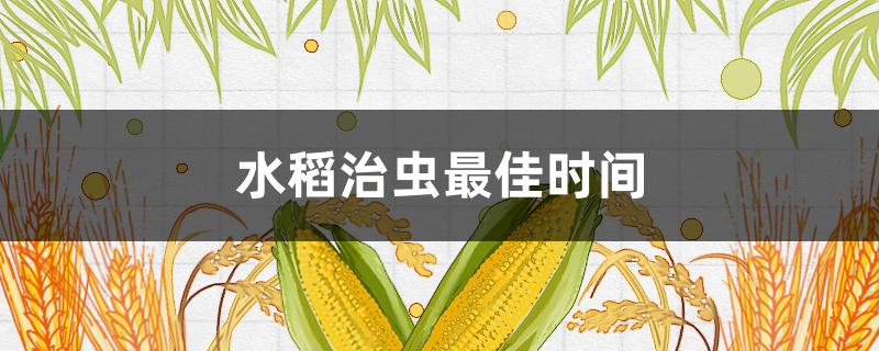 水稻治虫最佳时间（水稻什么时候治虫防病）