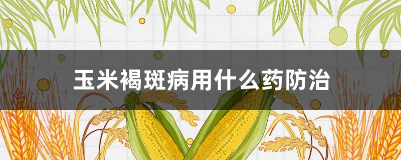 玉米褐斑病用什么药防治 玉米褐斑病用什么药防治最好