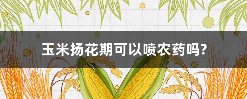 玉米扬花期可以喷农药吗? 玉米在扬花期可以打虫药!叶面肥吗?