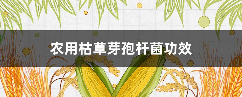 农用枯草芽孢杆菌功效 枯草芽孢杆菌的功效与作用