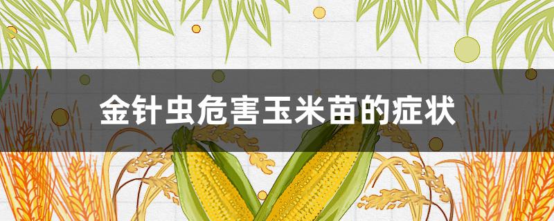 金针虫危害玉米苗的症状 玉米地的金针虫怎么治