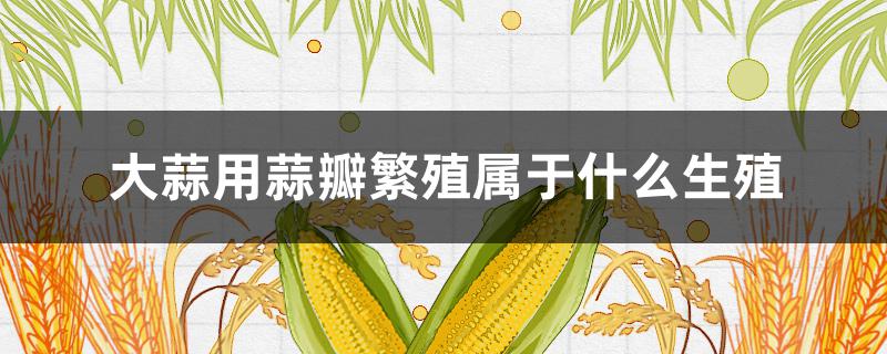 大蒜用蒜瓣繁殖属于什么生殖（大蒜的繁殖方式主要是什么）