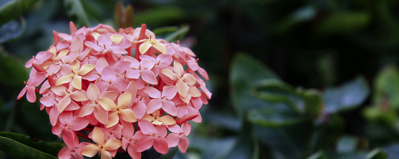 仙丹花的寓意（牡丹和水仙花的寓意）