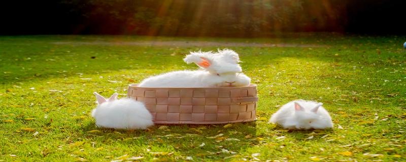 兔子养殖方法和技术