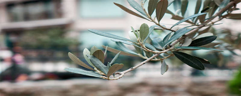 橄榄枝象征着什么意义 抛出橄榄枝象征着什么意义