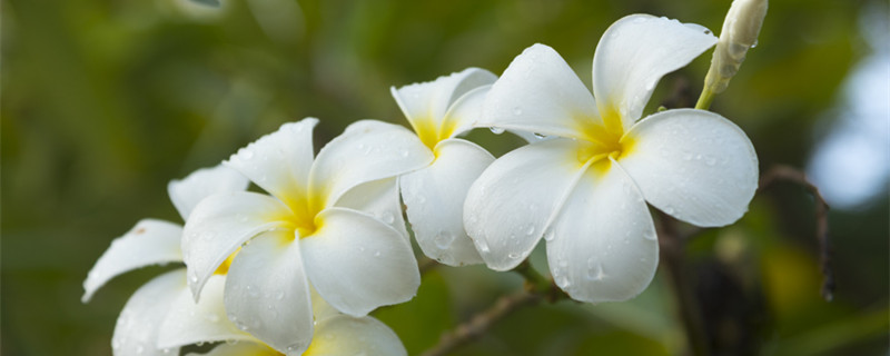 鸡蛋花怎么养（鸡蛋花怎么养才能开花）