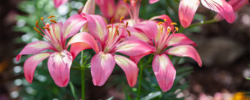 百合花是什么季节开的（百合花是什么季节开的花?）