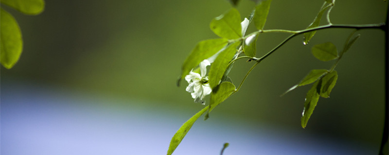 蔷薇什么季节开花（蔷薇花开在什么季节）