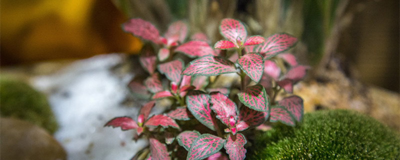 耐旱耐寒的庭院花卉有哪些 庭院种植耐热耐寒的花卉