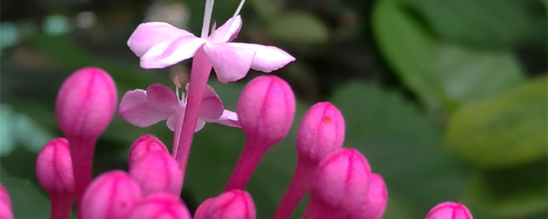 仙客来怎么养（仙客来怎么养护长得旺盛花开的好）