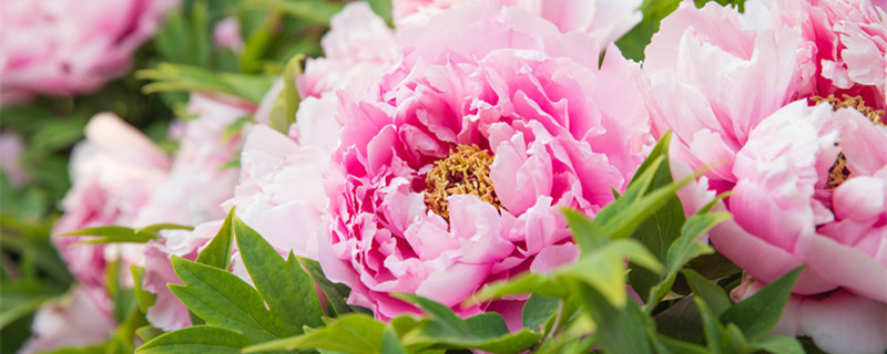 月季花浇水可以喷在叶子上吗（月季花浇水可以喷在叶子上吗?）