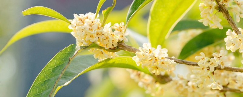 桂花泡水喝的9大禁忌（桂花泡水喝的9大禁忌桂花糕）