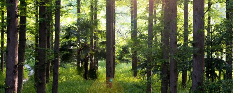 国槐树的种植和管理方法（国槐种植方法和养护）