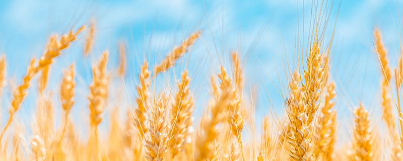 太麦198亩产均多少斤 太麦198麦种每亩种多少斤