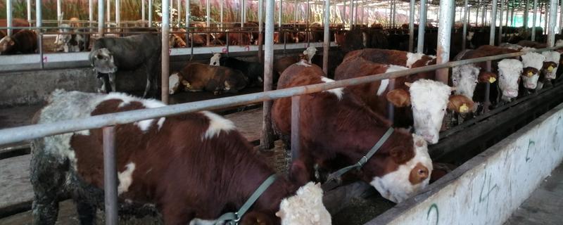 育肥牛的养殖方法，有哪些要点 育肥牛的养殖方法和技术