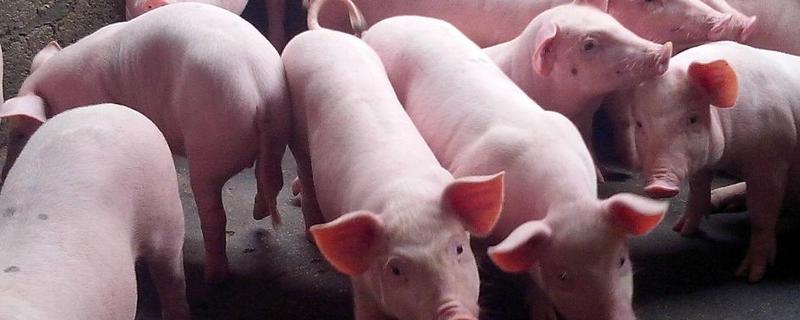 仔猪补栏饲养管理技术，附防范措施 仔猪的饲养管理技术操作规程