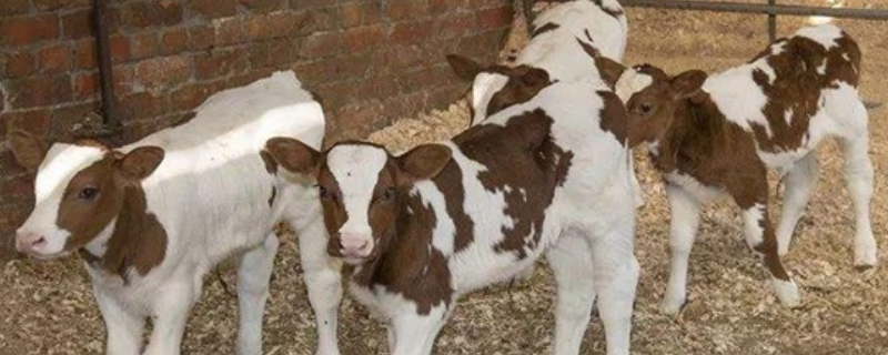 新生犊牛管理措施，有以下几个方面 简述犊牛的管理技术要点