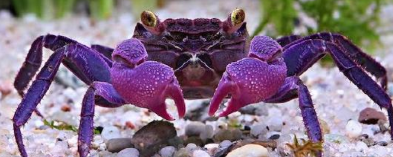 怎么养宠物螃蟹，关于螃蟹的介绍（养宠物螃蟹需要什么）