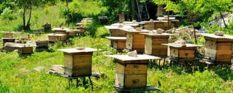 蜜蜂冬季养殖技术，附各种越冬措施 蜜蜂冬天室内繁殖技术