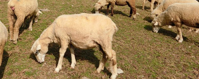 高脚羊的高产养殖方法，详细介绍 高脚羊产地在哪里